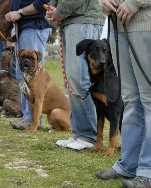 dog-bites